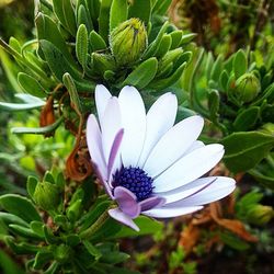 Close-up of white flower