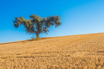 Tree on field against clear blue sky