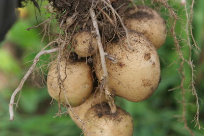 Close-up of fruit growing on tree