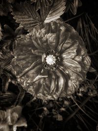 Close-up of wilted flower on field