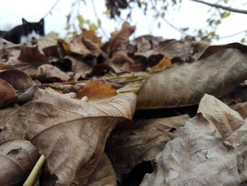 Close-up of fallen autumn leaves