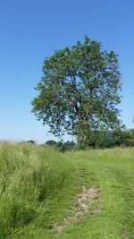 Low angle view of tree in field against clear sky