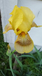 Close-up of yellow flower