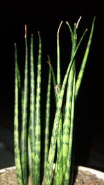 Close-up of insect on leaf