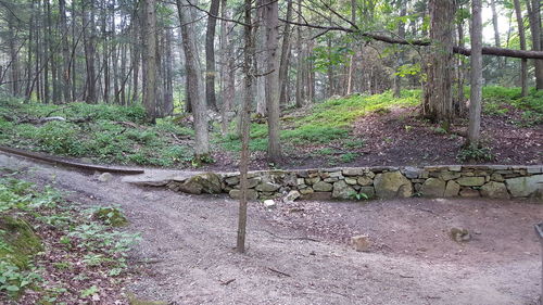 Trees in forest