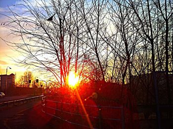 Sun shining through trees