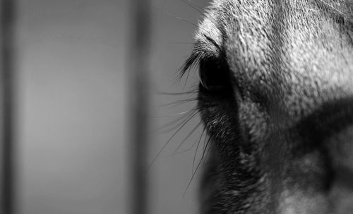 Close-up of a horse