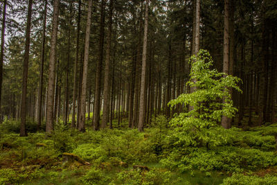 Pine trees in forest