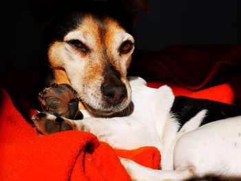Close-up of a dog resting on bed