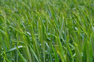 Full frame shot of crops growing on field