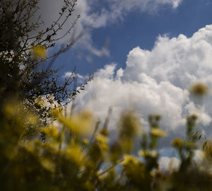 Low angle view of flowering plants on field against sky