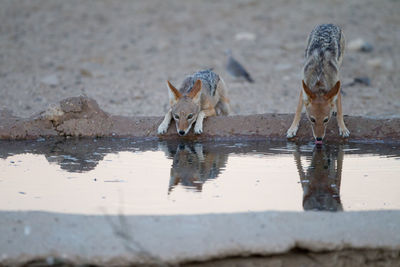 View of two drinking water