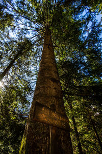 Low angle view of tree trunk in forest