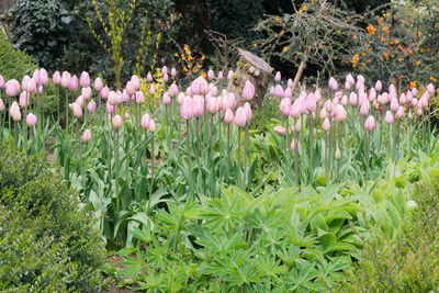 View of crocus flowers