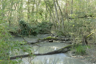 Scenic view of lake in forest