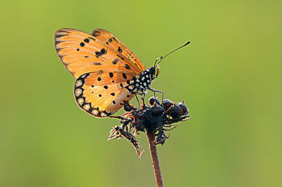 Close-up of butterfly perching on leaf