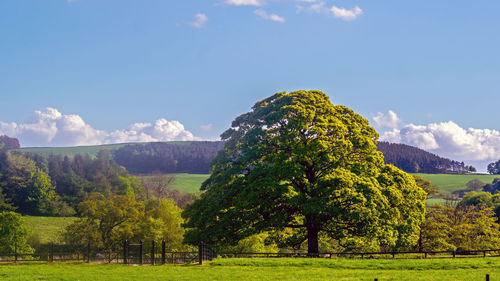 Trees on field against sky