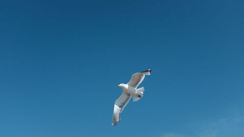 Low angle view of seagull flying in blue sky