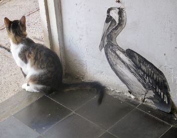 Cat sitting on floor