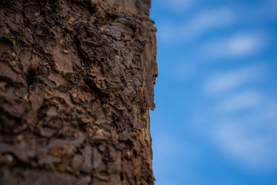 Low angle view of tree trunk against sky