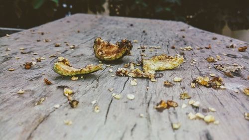 Close-up of crab on leaf