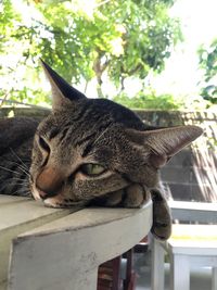 Close-up of a cat resting