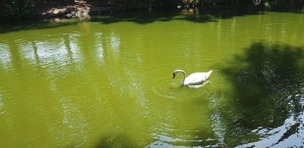 Swan swimming in lake