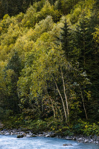 River amidst trees in forest