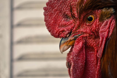 Close-up of rooster