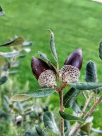 Close-up of plant