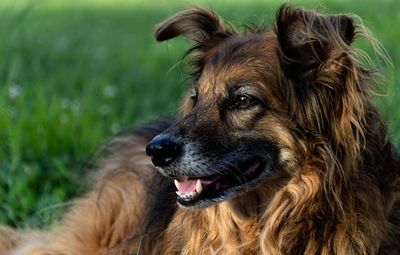 Close-up of dog