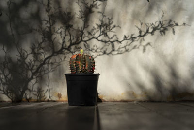 View of potted plant on table