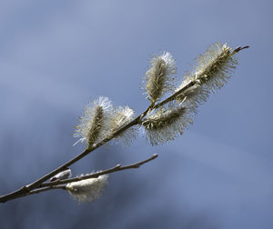 branch