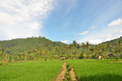 Scenic view of agricultural field against sky