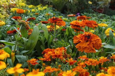 Marigold flowers blooming in garden