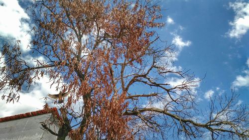 Low angle view of bare tree against sky