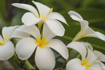 Close-up of white flowers