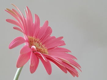 Close-up of pink flower against white background