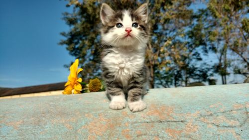 Low angle view of kitten looking away while sitting outdoors