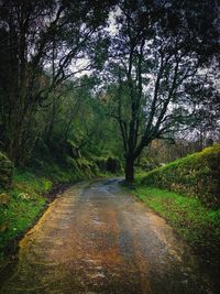 View of trees in forest