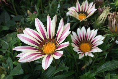 Close-up of pink flowers blooming outdoors