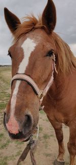 Close-up of horse in ranch