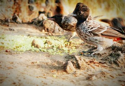 Close-up of bird