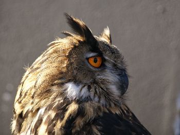 Side view of eurasian eagle owl