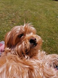 Close-up of a dog on grass