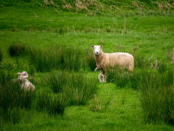 Sheep in a field