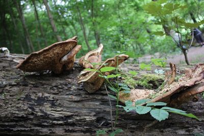 View of a reptile in a forest