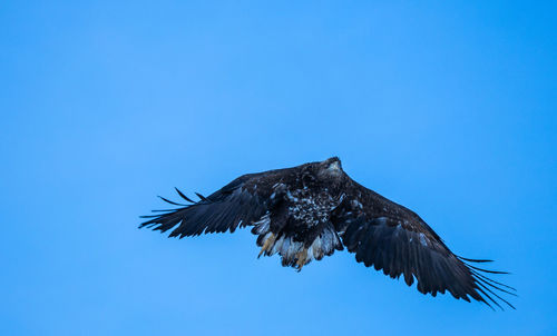 Low angle view of bird flying against clear blue sky