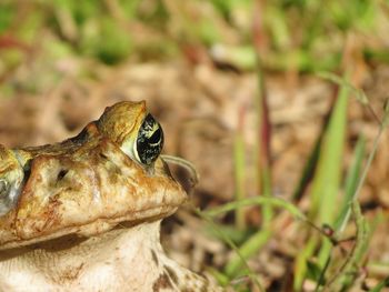 Close-up of toad on grass