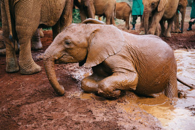 Elephants standing on muddy land against sky